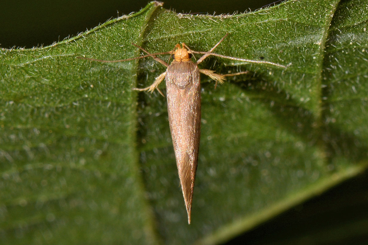 Crassa unitella? S -  Oecophoridae